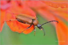 <p>TESAŘÍK OBECNÝ (Stictoleptura rubra) ---- /Red-brown Longhorn Beetle - Rothalsbock/</p>